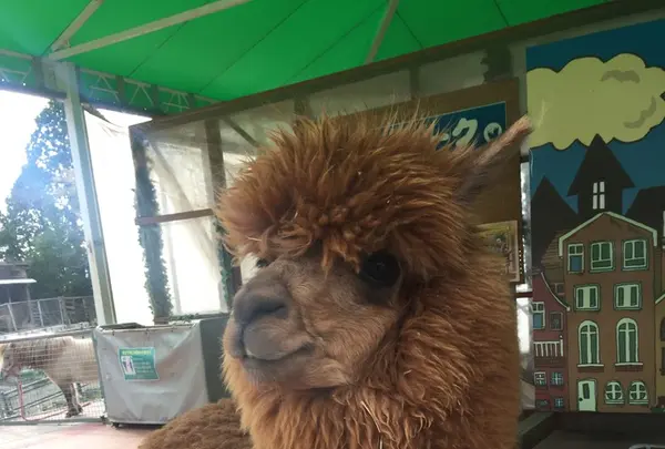 阿蘇カドリー・ドミニオンの写真・動画_image_233152