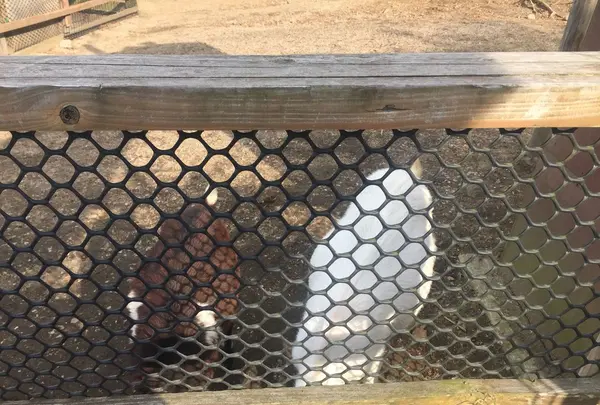 阿蘇カドリー・ドミニオンの写真・動画_image_233155