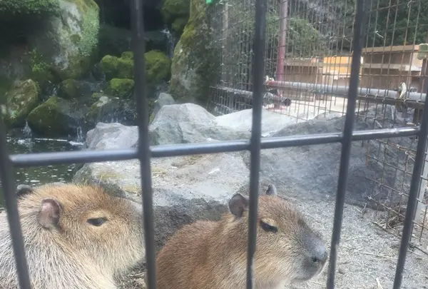 阿蘇カドリー・ドミニオンの写真・動画_image_233156