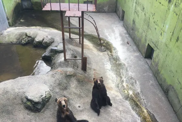 阿蘇カドリー・ドミニオンの写真・動画_image_233158