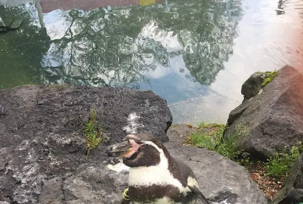 阿蘇カドリー・ドミニオンの写真・動画_image_233159