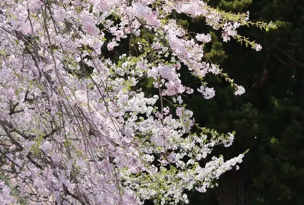 光前寺庭園の写真・動画_image_233394