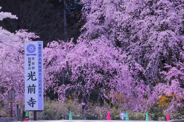 光前寺庭園の写真・動画_image_233395