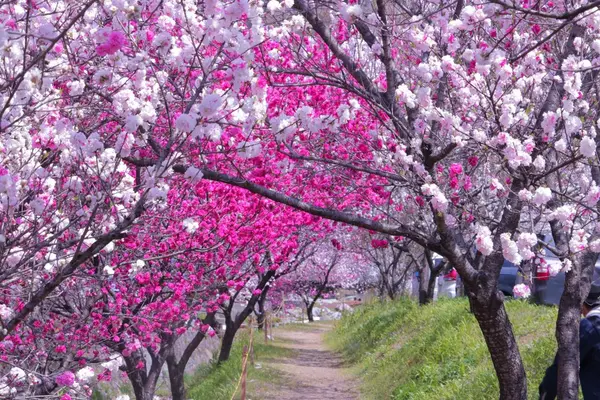 昼神温泉郷の写真・動画_image_233403
