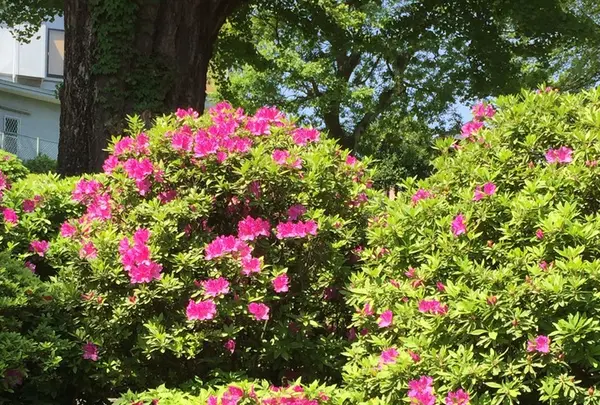 根津神社の写真・動画_image_233513