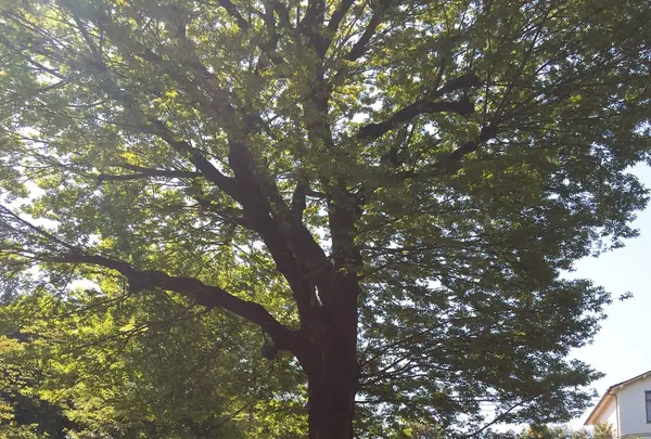 根津神社の写真・動画_image_233515