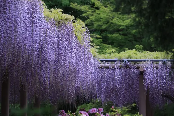曼陀羅寺の写真・動画_image_234035