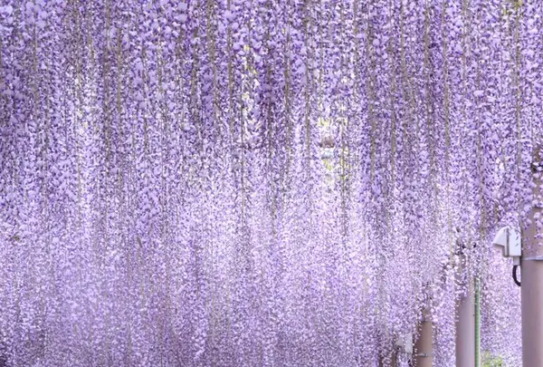 曼陀羅寺の写真・動画_image_234036