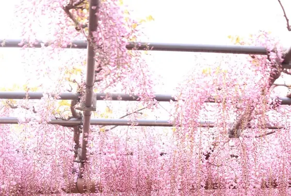 曼陀羅寺の写真・動画_image_234037