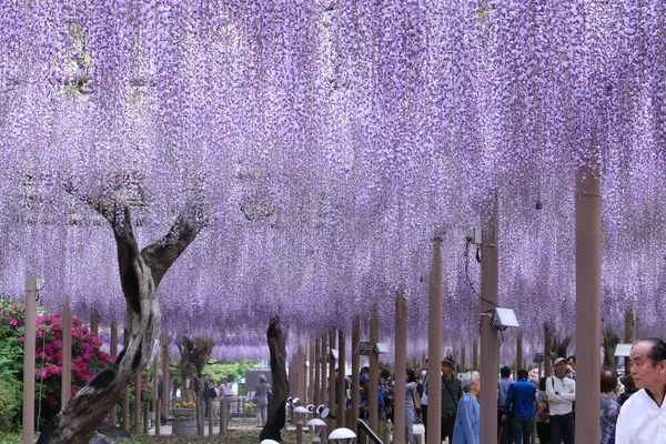 曼陀羅寺の写真・動画_image_234038