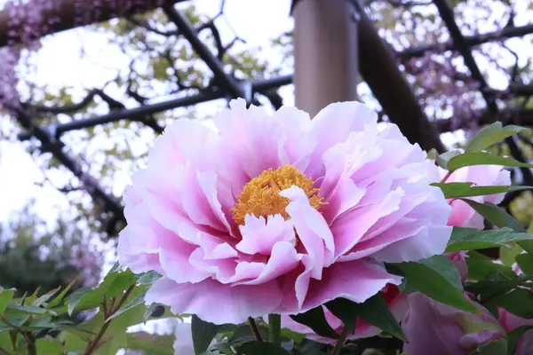 曼陀羅寺の写真・動画_image_234039
