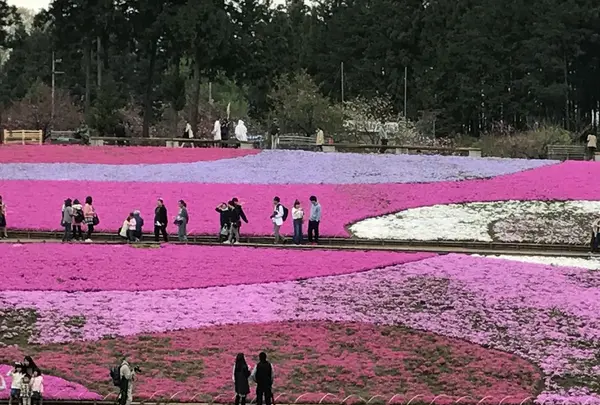 羊山公園の写真・動画_image_234354