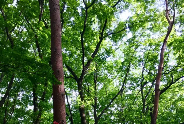 国営武蔵丘陵森林公園の写真・動画_image_234429