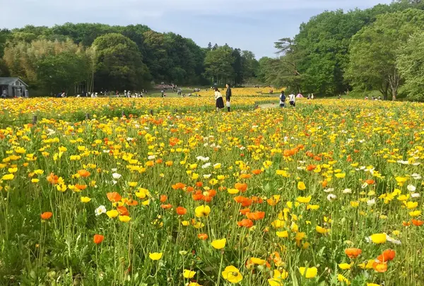 国営武蔵丘陵森林公園の写真・動画_image_234430