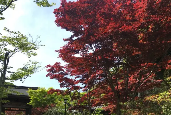 海蔵寺の写真・動画_image_234443