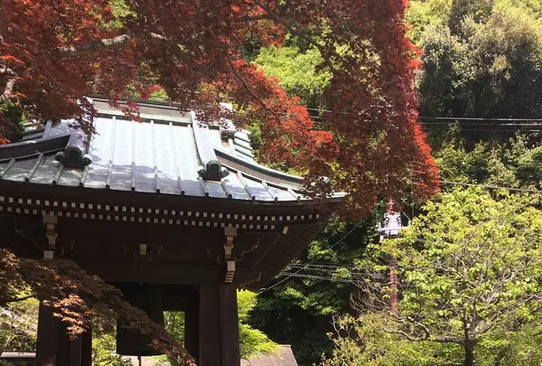 海蔵寺の写真・動画_image_234445