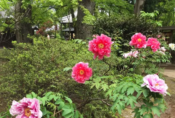 豪徳寺の写真・動画_image_234619