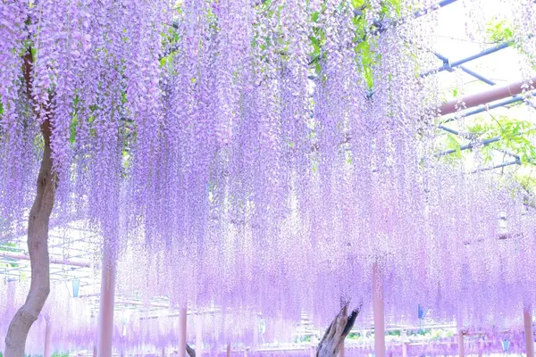 曼陀羅寺公園の写真・動画_image_234685