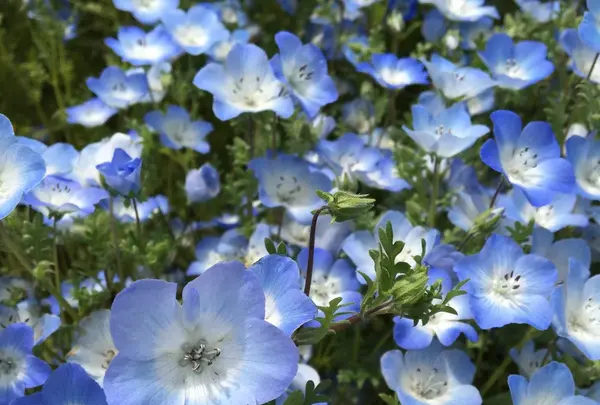 国営昭和記念公園の写真・動画_image_234788