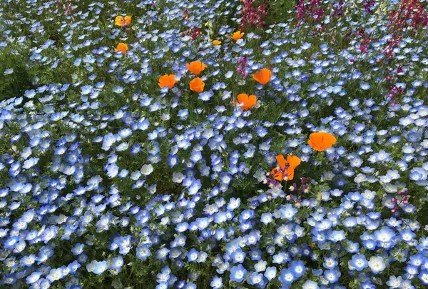 国営昭和記念公園の写真・動画_image_234789