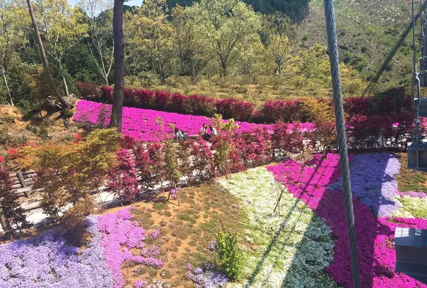 三島スカイウォークの写真・動画_image_234814