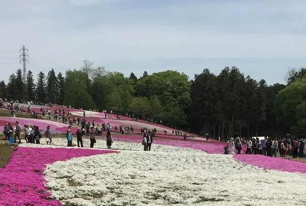 羊山公園の写真・動画_image_234956