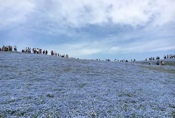 国営ひたち海浜公園の写真・動画_image_235046