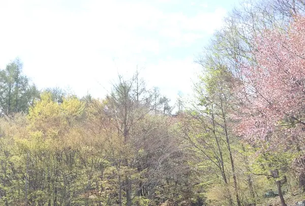 山中湖花の都公園の写真・動画_image_235147