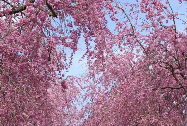 山中湖花の都公園の写真・動画_image_235148