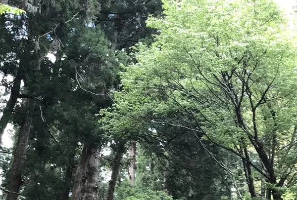 室生寺の写真・動画_image_235655