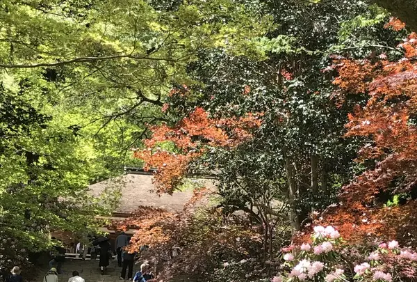 室生寺の写真・動画_image_235656
