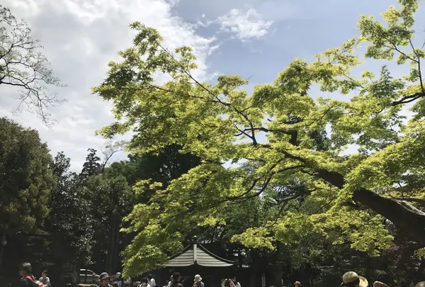 鬼太郎茶屋の写真・動画_image_235699