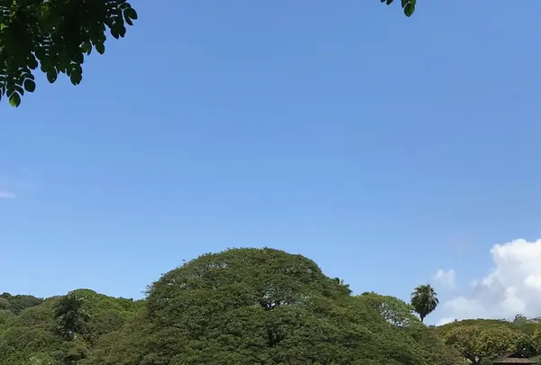 モアナルア・ガーデンズの写真・動画_image_236157