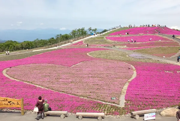 天空の花回廊　芝桜の丘の写真・動画_image_236383
