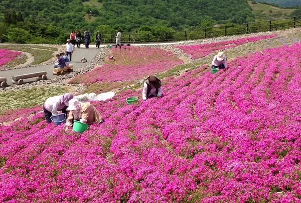 天空の花回廊　芝桜の丘の写真・動画_image_236384
