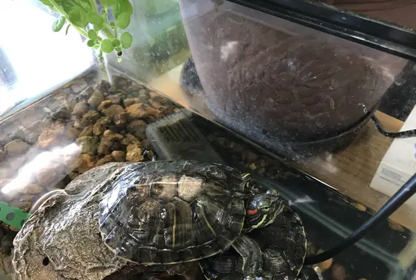 ペットと泊まる伊豆下田温泉宿 晴レ屋の写真・動画_image_236399