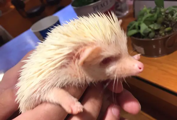 ハリネズミカフェ HARRY 原宿の写真・動画_image_236800