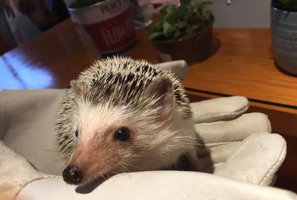 ハリネズミカフェ HARRY 原宿の写真・動画_image_236801