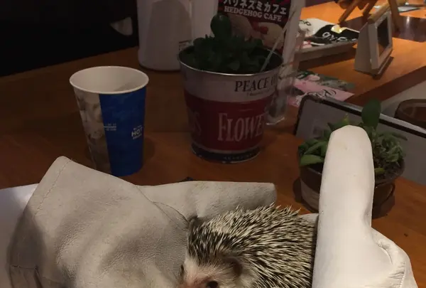 ハリネズミカフェ HARRY 原宿の写真・動画_image_236802