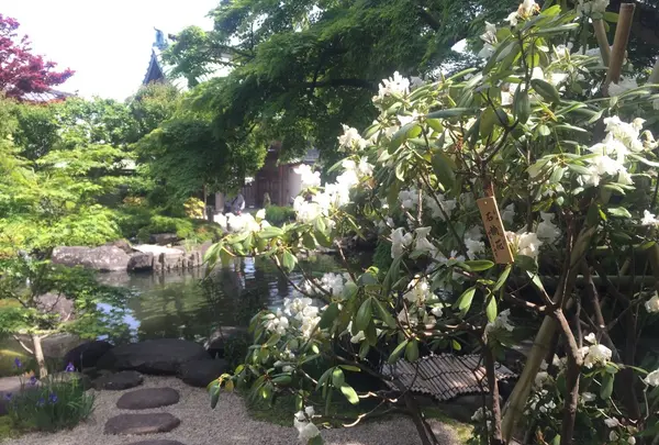 長谷寺の写真・動画_image_237259