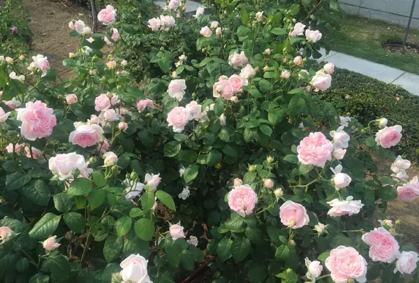 中之島公園の写真・動画_image_237316