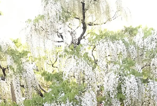あしかがフラワーパークの写真・動画_image_238039