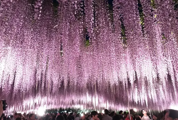あしかがフラワーパークの写真・動画_image_238040