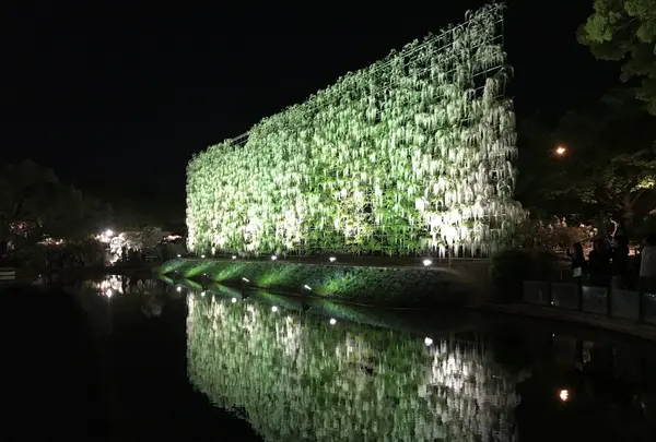 あしかがフラワーパークの写真・動画_image_238041