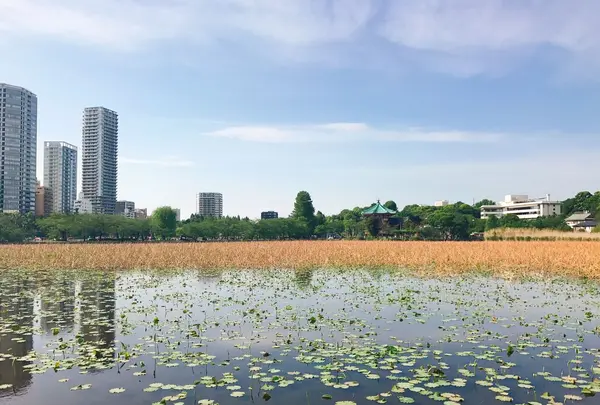 不忍池の写真・動画_image_239033