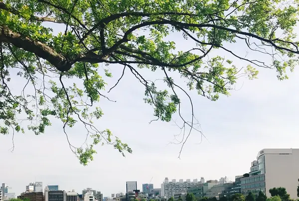 不忍池の写真・動画_image_239036