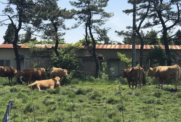 ミルクロードの写真・動画_image_239489