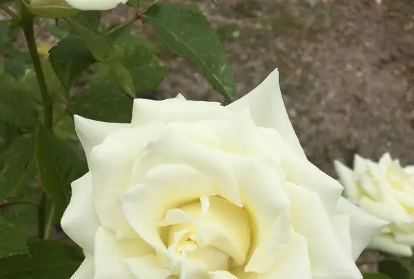 花フェスタ記念公園の写真・動画_image_240397