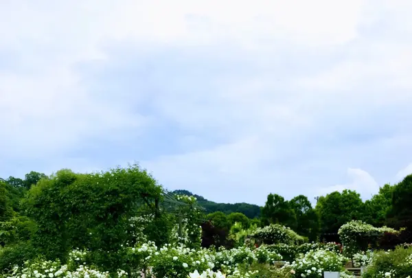 花フェスタ記念公園の写真・動画_image_240400