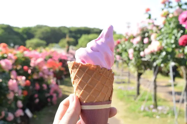 京成バラ園の写真・動画_image_240553